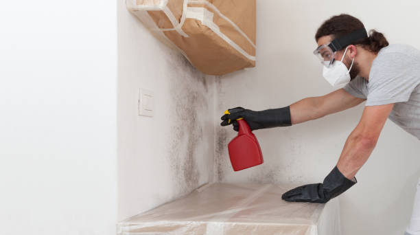 Professional Attic Mold Removal technician working in Bogota, NJ
