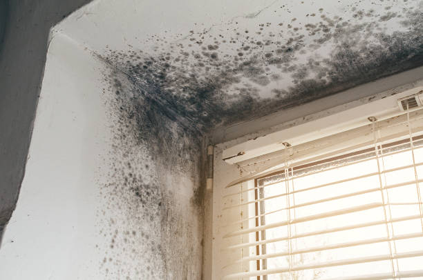 Affordable Attic Mold Removal solutions in Bogota, NJ