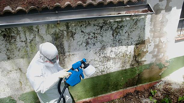 Top rated local Attic Mold Removal specialists in Bogota, NJ